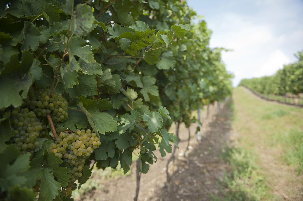 Hotel Weingut Martinshof Sankt Ulrich  Esterno foto